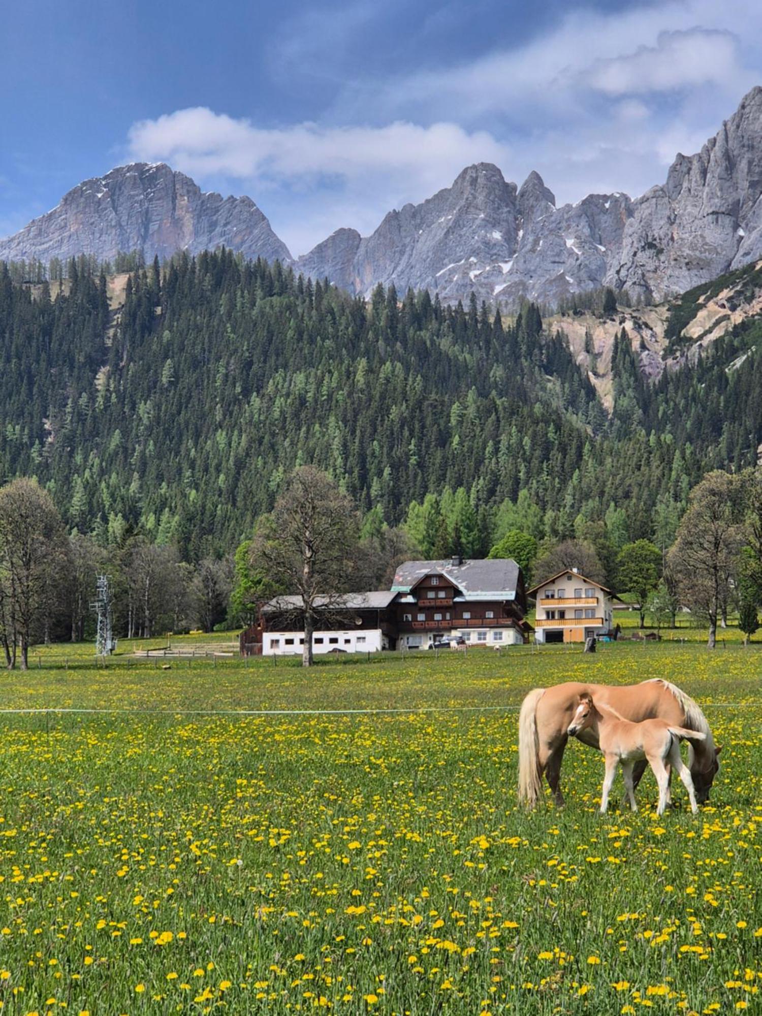 Family Appartment - Dachstein View Ramsau am Dachstein Luaran gambar